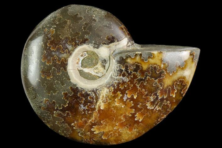 Polished, Agatized Ammonite (Cleoniceras) - Madagascar #119175
